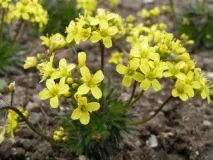 DRABA – Крупка - Вісник квітника квітника