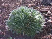 DRABA – Крупка - Вісник квітника крупка