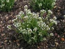 DRABA – Крупка - Вісник квітника квітника