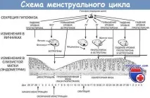 статевого