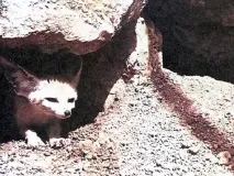кучетата кучетата