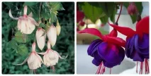 Фуксія - догляд, пересадка, розмноження фуксія