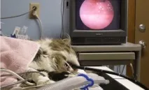 помощ ветеринарна
