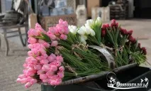 лалета холандски