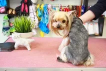 рубли Цена котки