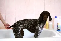 котки кучета