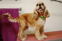 котки кучета