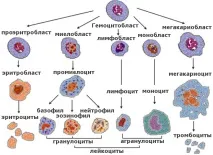 гіперхромні