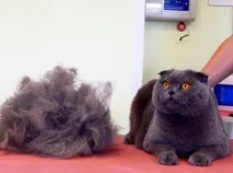 начало котки