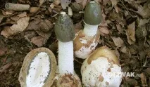 лечебни гъби