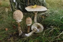 парасолька