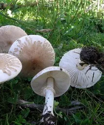 парасолька