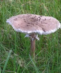 парасолька