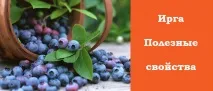 Ірга - ягода смачна і з корисними властивостями властивостями