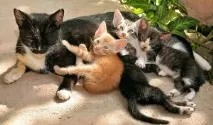 коте коте