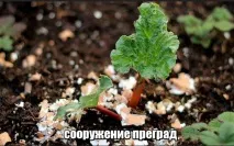 страната прости