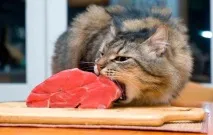 Який корм краще для котів котів