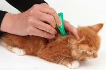 коте коте
