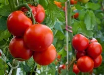 Який сорт помідорів вибрати із сотень варіантів сотень