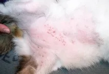 Як розпізнати блошиний дерматит у собак та котів, чим лікувати котів