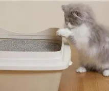 Як привчити кошеня до лотка з наповнювачем кошеня