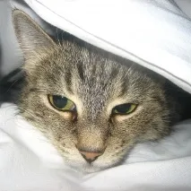 Як проявляється герпес у котів герпес
