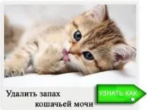 Як видалити запах котячої сечі з взуття - відповіді та поради на котячої