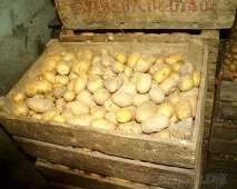 пролетта пролетта
