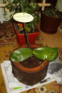 направите саксия