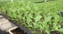 Капуста білокачанна червнева коли садити на розсаду, поради капуста