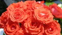 роза южна