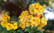 кампсис кампсис