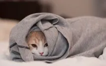 котки калцивироза
