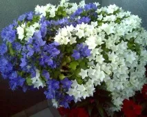 стайни домашни