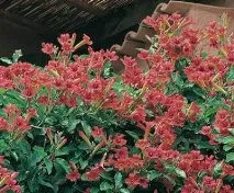 грижи campsis
