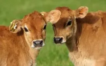 класификация трябва бъде