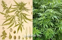 народната медицина алкохол водка