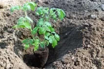 Коли висаджувати розсаду помідорів у відкритий ґрунт час, найкращі дні, поради, фото, відео коли
