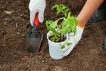 Коли висаджувати розсаду помідорів у відкритий ґрунт час, найкращі дні, поради, фото, відео розсаду