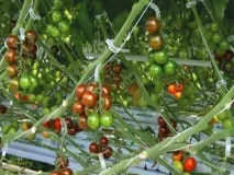 Кліпси для підв’язування рослин переваги використання новинки язування
