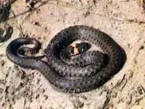 Колубриди, вжеподібні змії (Colubridae), вужі, вужі, забарвлення, відводить зло, повір’я, королева колубриди