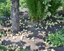 ябълки ябълки