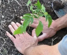 Коли висаджувати розсаду помідорів у відкритий ґрунт час, найкращі дні, поради, фото, відео розсаду