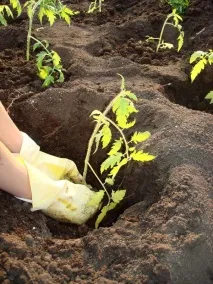 Коли висаджувати розсаду помідорів у відкритий ґрунт час, найкращі дні, поради, фото, відео розсаду