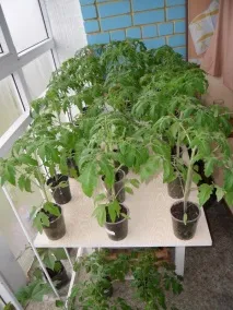 Коли висаджувати розсаду помідорів у відкритий ґрунт час, найкращі дні, поради, фото, відео коли