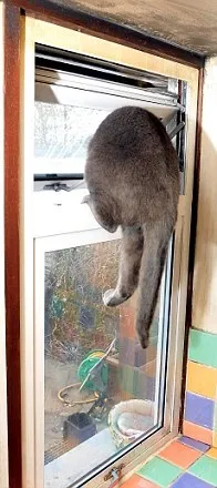 спаси котката