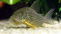 shterba corridoras