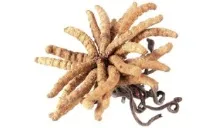 Кордіцепс (Cordyceps Sinensis), Суспільство - Лікарські гриби - асоціація Болгарії суспільство