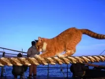 Корабельний кіт Фрол Фрол