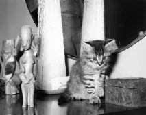 коти